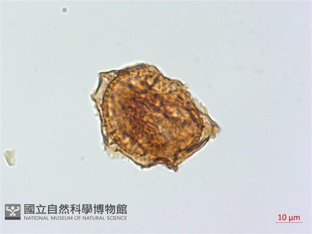 小鐵角蕨藏品圖，第3張