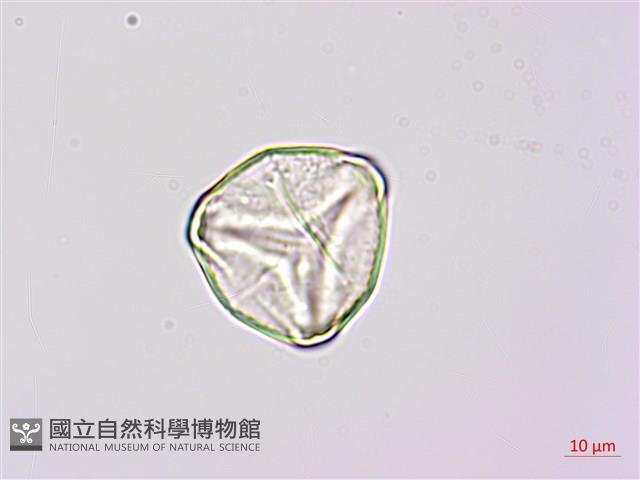 燕尾蕨藏品圖，第3張