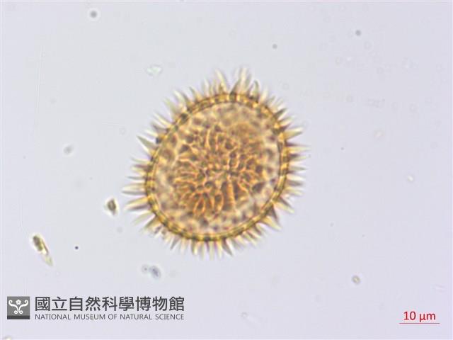 頂囊擬鱗毛蕨藏品圖，第2張