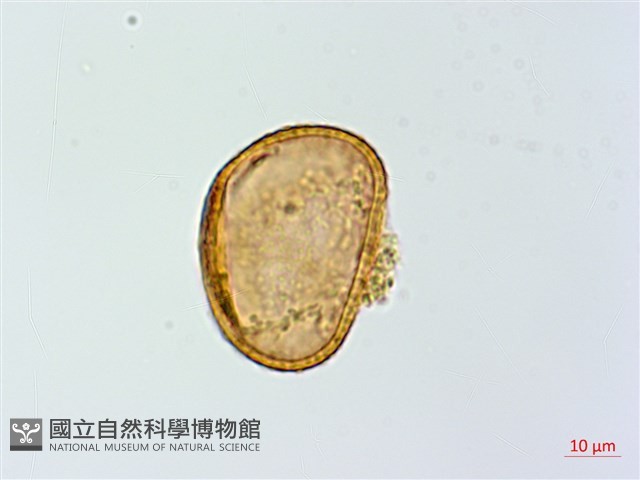 多齒蹄蓋蕨藏品圖，第3張