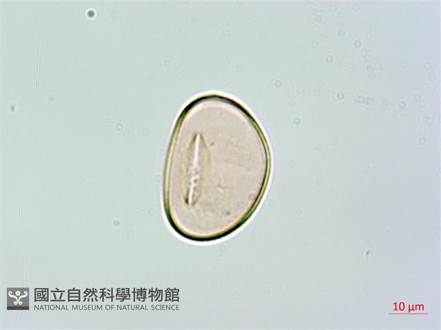 登錄號:P017305藏品圖，第2張