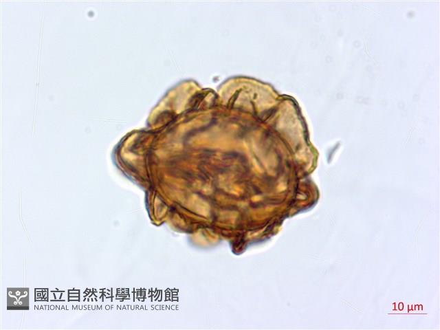 登錄號:P017405藏品圖，第2張