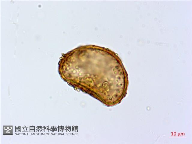 細葉蹄蓋蕨藏品圖，第2張