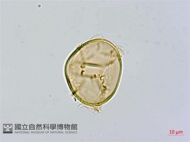 闊葉短腸蕨藏品圖，第3張