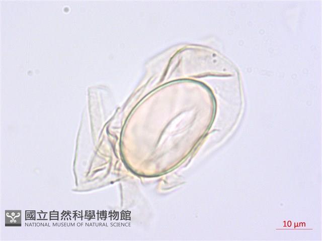 川上氏雙蓋蕨藏品圖，第2張