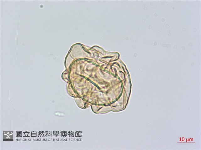 小葉複葉耳蕨藏品圖，第3張