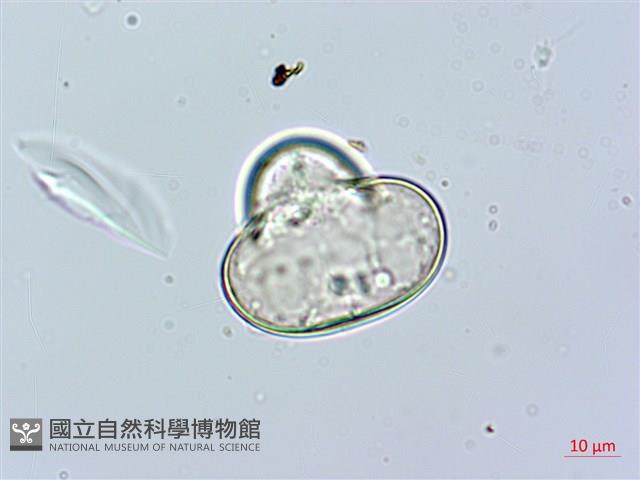 華南鱗蓋蕨藏品圖，第3張