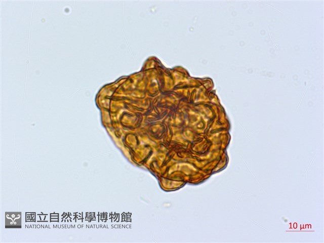 尖齒鱗毛蕨藏品圖，第3張