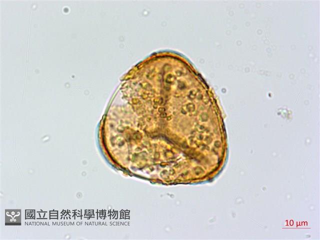 Accession Number:P015995 Collection Image, Figure 2, Total 3 Figures