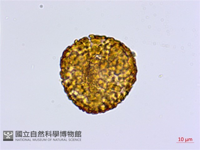 馬來鐵線蕨藏品圖，第3張