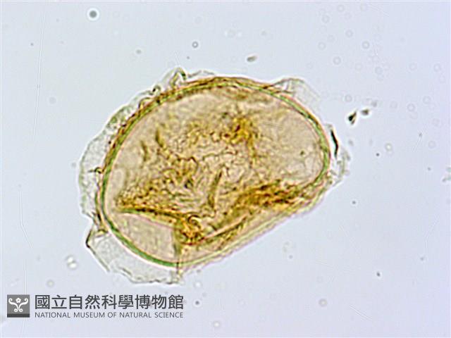薄蓋短腸蕨藏品圖，第3張