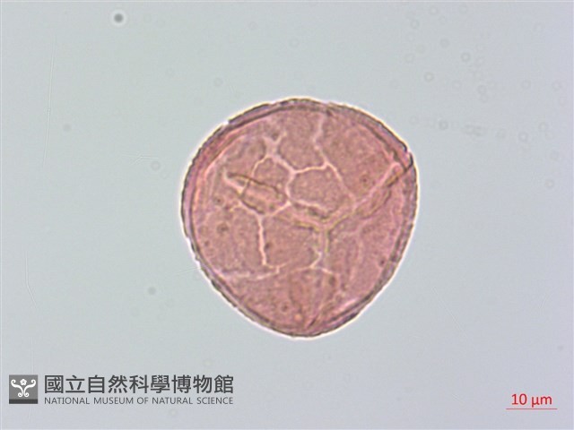 臺灣高山鐵線蕨藏品圖，第3張
