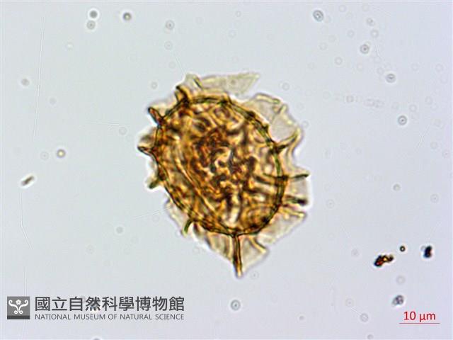 安蕨藏品圖，第2張