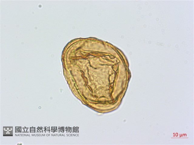登錄號:P024765藏品圖，第2張