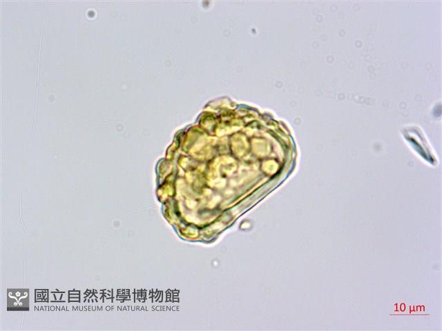 栗蕨藏品圖，第2張