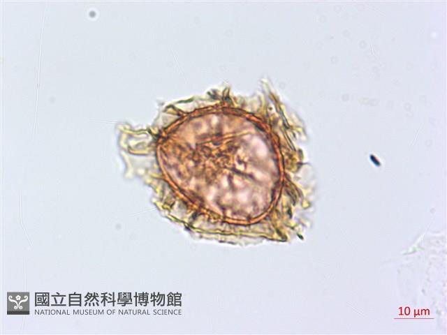兩廣鐵角蕨藏品圖，第3張