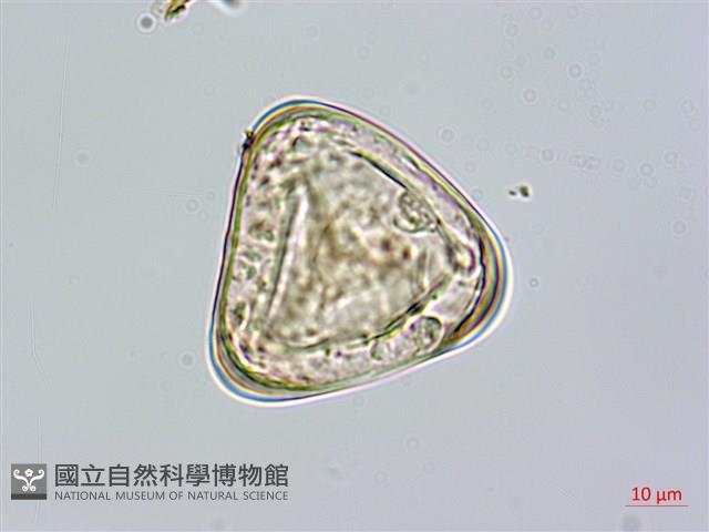 Taiwan Tree-fern Collection Image, Figure 2, Total 8 Figures