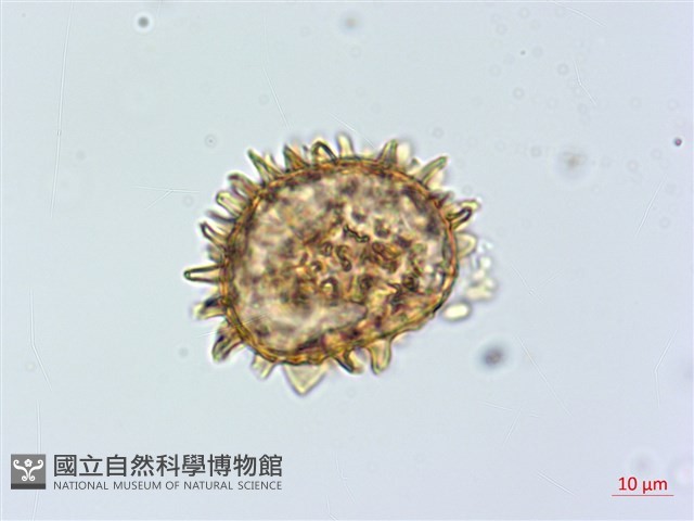 登錄號:P013945藏品圖，第2張