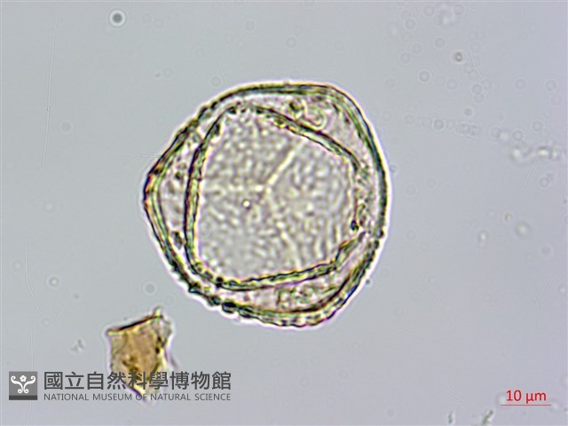 筆筒樹藏品圖，第2張