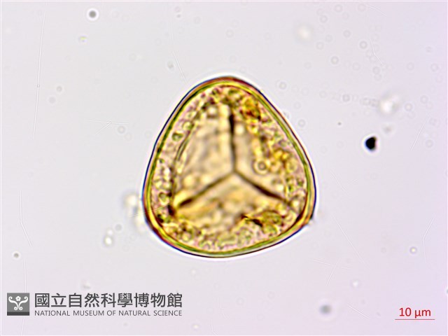 臺灣桫欏藏品圖，第3張