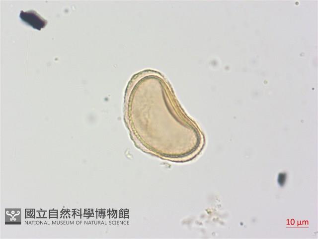 登錄號:P013924藏品圖，第2張