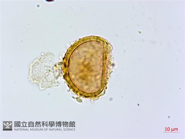 紫柄蹄蓋蕨藏品圖，第2張