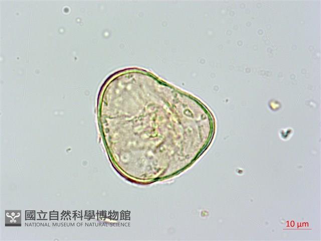 光葉鱗蓋蕨藏品圖，第3張