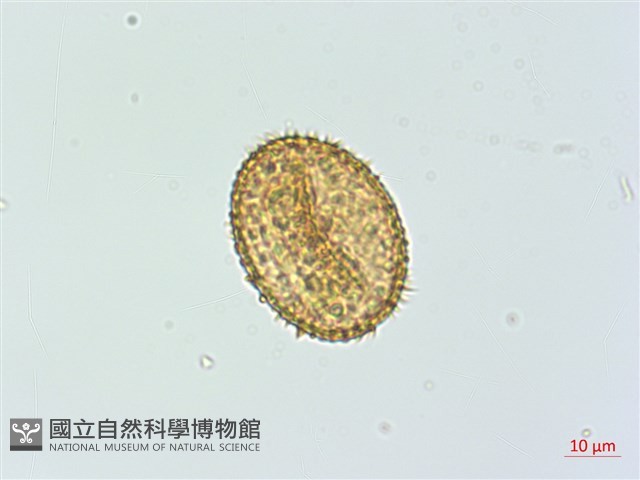 川上氏肋毛蕨藏品圖，第3張
