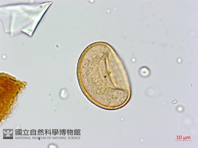 希陶蹄蓋蕨藏品圖，第3張