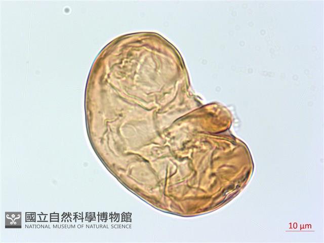 雙扇蕨藏品圖，第2張