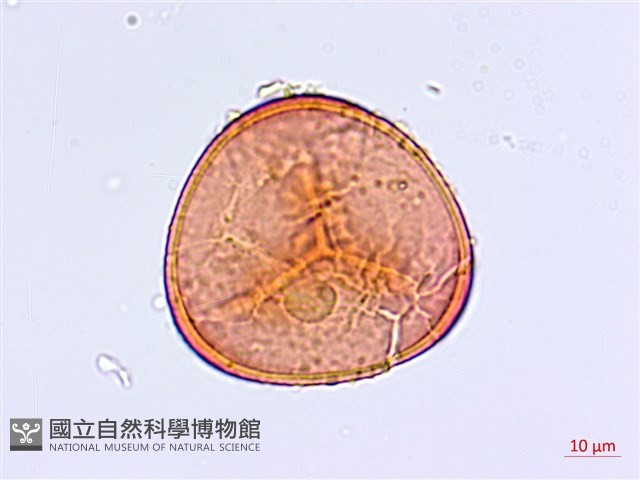 長蓋鐵線蕨藏品圖，第3張
