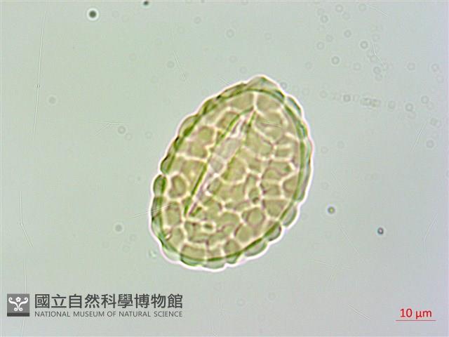 大膜蓋蕨藏品圖，第2張