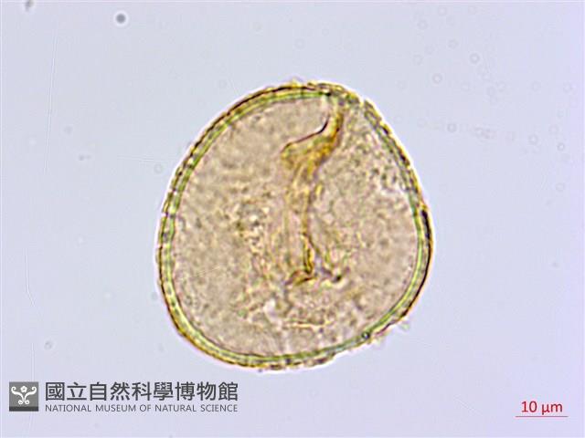 長蓋鐵線蕨藏品圖，第2張
