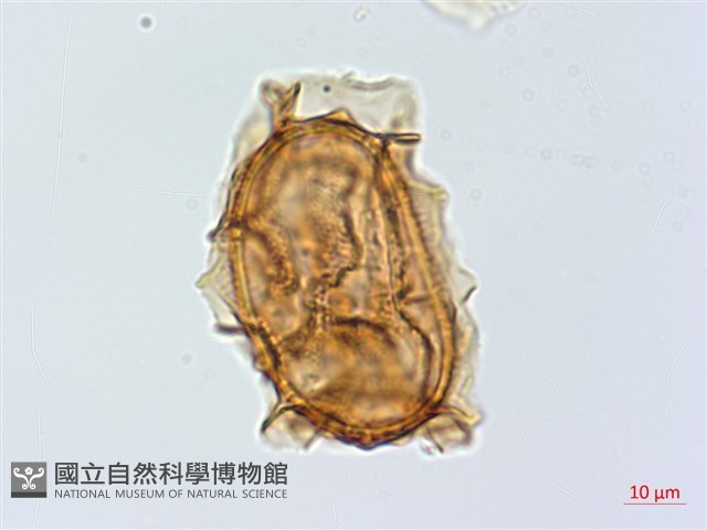 吉永鐵角蕨、斜葉鐵角蕨藏品圖，第3張