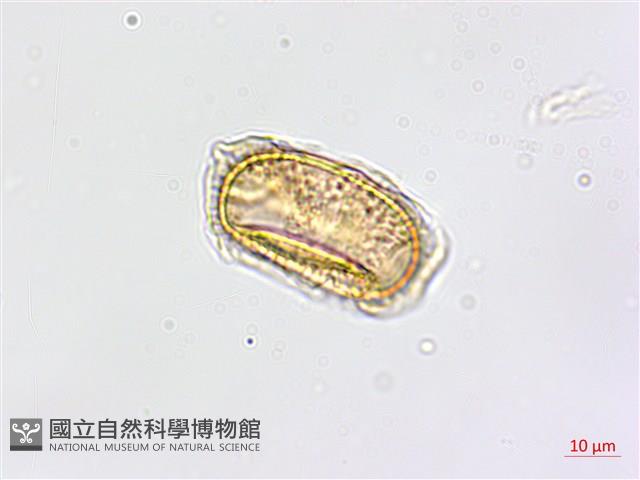 大黑柄鐵角蕨、黃鱗鐵角蕨、大羽鐵角蕨藏品圖，第2張