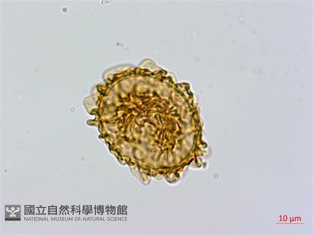 闊葉短腸蕨藏品圖，第3張