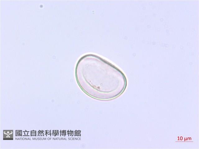 過溝菜蕨藏品圖，第2張