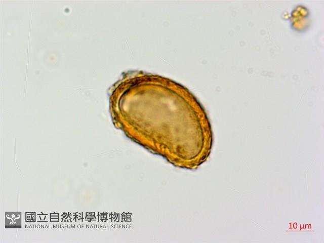 登錄號:P015634藏品圖，第2張