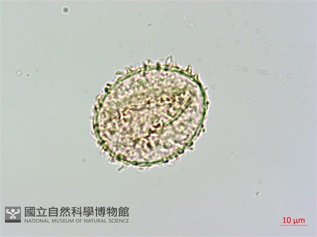 姬蕨藏品圖，第3張