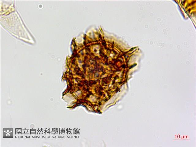 登錄號:P005234藏品圖，第3張