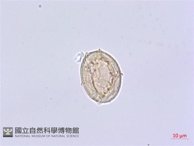 擬德氏雙蓋蕨藏品圖，第2張