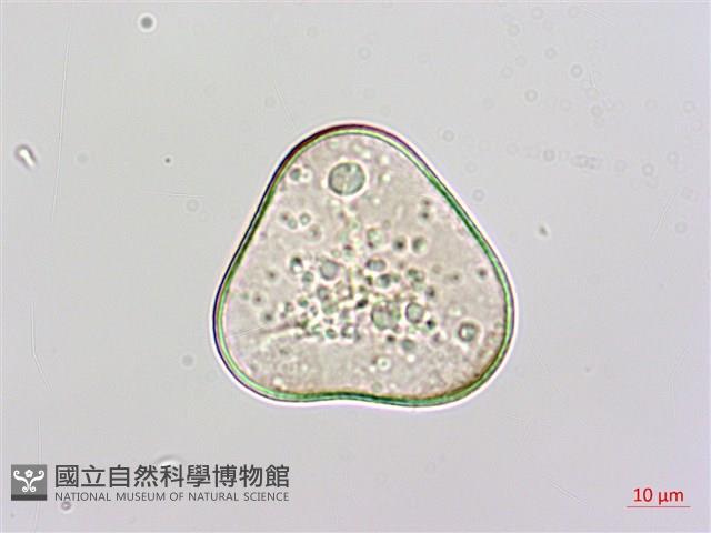 團羽鱗蓋蕨藏品圖，第2張