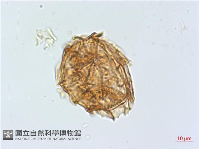 萊氏鐵角蕨藏品圖，第3張