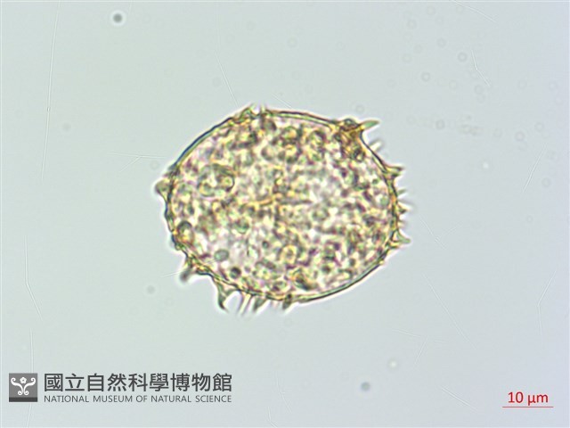 肋毛蕨藏品圖，第2張
