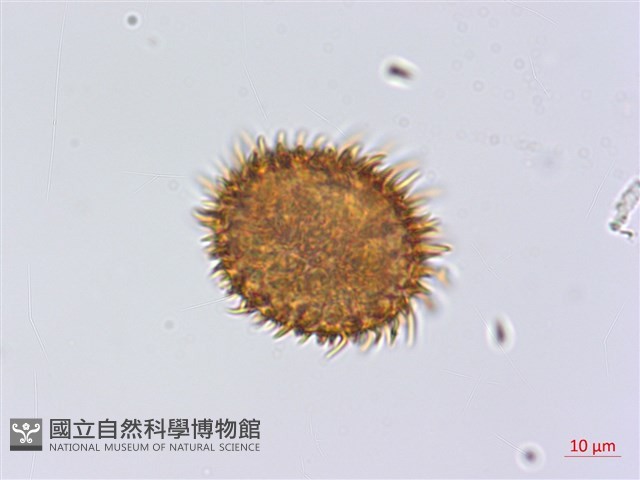 頂囊肋毛蕨藏品圖，第3張