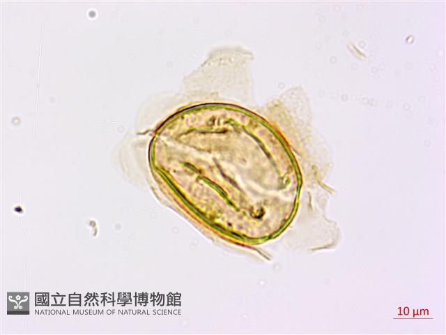 烏毛蕨藏品圖，第2張