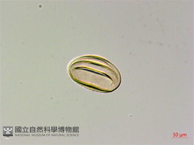 長柄牙蕨藏品圖，第2張