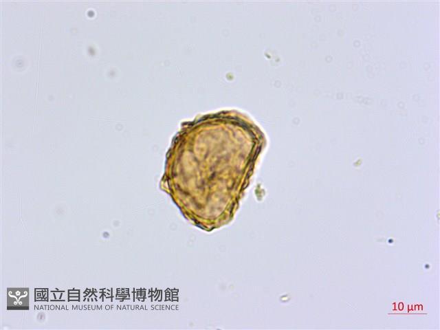 三翅鐵角蕨藏品圖，第2張