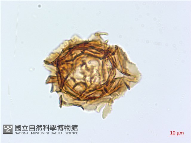腸蕨藏品圖，第2張