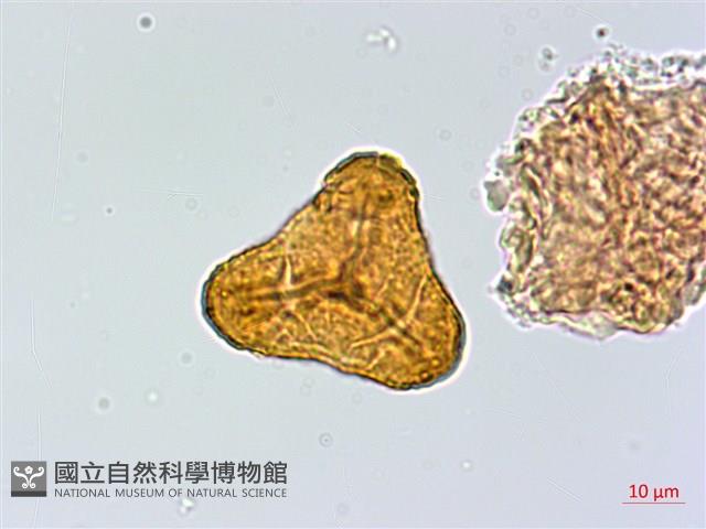 登錄號:P004013藏品圖，第3張